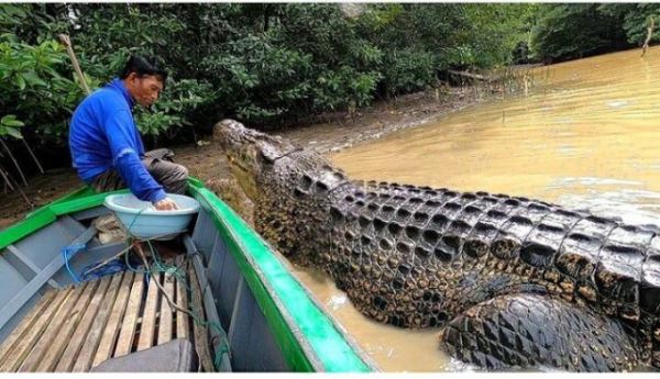 Индонезийский рыбак четверть века дружит с 4-метровым крокодилом (3 фото + 2 видео)