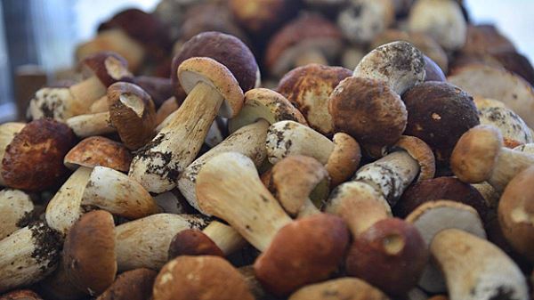 Исследователи открыли чудодейственное свойство белых грибов