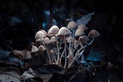 У грибов обнаружили противораковый механизм