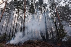 Выявлена опасность дыма от лесных пожаров для детей